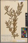Foto von Salix triandra subsp. amygdalina (L.) Schübl. & G. Martens